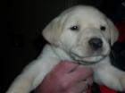 Knuffige Labi-Welpen in Blond