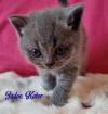 Britisch Kurzhaar Kitten