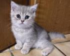 BKH Kitten Abgabe ab 15. 7. 23