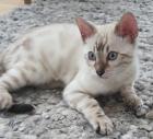 Bengal Kitten snow Katzenbaby seal lynx rosetted tabby
