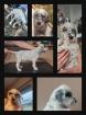 English Setter