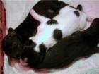 Unsere Border Collie Baby s sind da