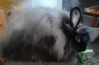 Dringend Angora Kaninchen Dame in liebevolle Hände abzugeben