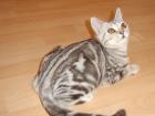 BKH Scottish Fold