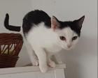 Orea - süßes Kitten sucht Zuhause aus dem Tierschutz / gechipt geimpft