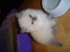 Süße Ragdoll Kätzchen