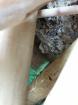 Phelsuma Grandis Madakaskar Taggecko