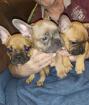 Französische Bulldoggen
