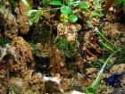 Terrarien Reptilien Zubehör Pflanzen Futtertiere