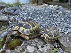 Zwei Eier legende griechische Landschildkröten abzugeben
