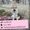 Thorfinn m Tschechoslow. Wolfshund 1 Jahr 65 cm Slowakei