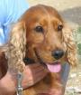 Henry Cocker Spaniel Er hat 6 Jahre Elend hinter sich