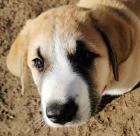 Kangal - Mischlings - Wachhund Welpen