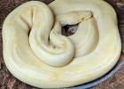 Königspython python regius 0. 1