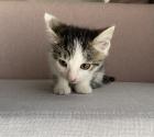 Katzenbaby Weiblich