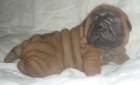 Sharpei Welpen erwartet