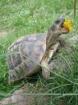 Infos über die Haltung von Landschildkröten