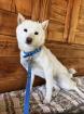 Yugen -Shiba Inu -Mix