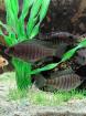 Malawi Barsche in 53340 Meckenheim oder Versand