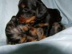 Zauberhafte Tiger Dackel Baby s am 19. 04. 2022 geboren