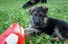 Langhaarschäferhundewelpen mit SV-Papieren zu verkaufen Vater hat VA-Platzierun