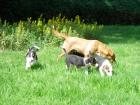 Bordercollie Podenco Mix Welpen Nur noch zwei der vier Welpen sind zu haben. VB