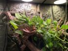Wildfarbende Kornnatter inkl. Terrarium