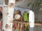 10 jährige Blaustirnamazonen Henne sucht neues Zuhause und Partner
