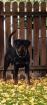 Deckanzeige Rottweiler