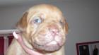 Bordeauxdoggen Welpen