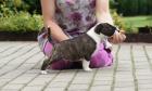 100 Wunderschöne Reinrassige Miniature Bull-Terrier