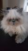 Perser Jungtier Kater Colourpoint blaue Augen