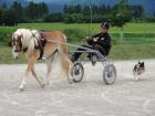 Schicker bewegungsstarker Haflingerwallach
