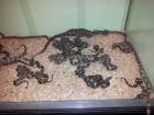 Boa constrictor imperator DNZ April 2022