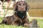 Qualitäts braune labrador welpen mit Ahnentafel und GARANTIE
