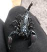 Skorpion ungiftig pflegeleicht Heterometrus laoticus Schwarzer Laos-Skorpion