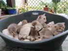 BKH Kitten o. P.