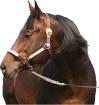 Foundation Quarter Horse Hengst