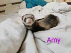 Frettchen suchen neues zu Hause