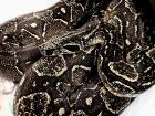 Suche adulte 0. 1 Boa Constrictor Occidentalis