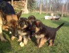 Wunderschöne altdeutsche Schäferhund-Welpen Hündinnen ab 20. 12. 08 in liebevol