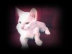 Siamkater sucht dringend neues zu Hause