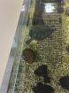 Höckerschildkröten suchen Neues zu Hause