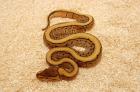 Python regius Nz2012 desert Desert Yellowbelly desert Pinestripe Lesserpastel u.