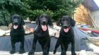 Labrador Welpe