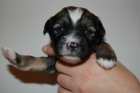 Tibet Terrier Welpen
