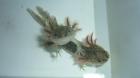 Axolotl abzugeben