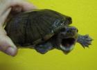 0 1 Sternotherus minor minor