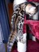 Atemberaubend schöne Bengal Kitten Snow Melanistic Brown Rosetted