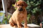 Rhodesian Ridgeback Welpen mit PP Abnahme August 2022